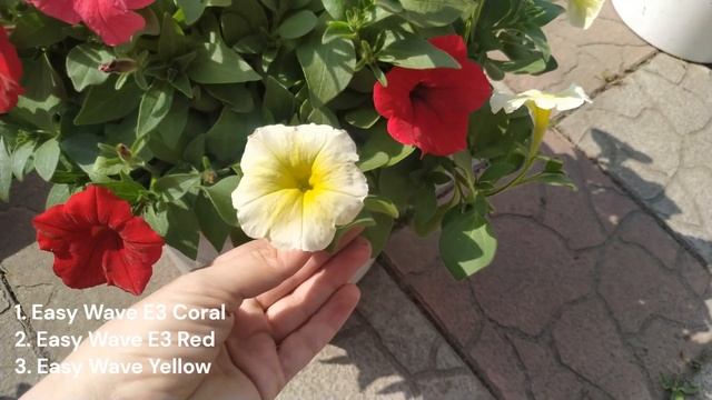 Миксы из ампельной петунии. Сезон 2023 смотреть онлайн