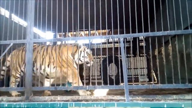 Северский ЗООПАРК смотреть онлайн