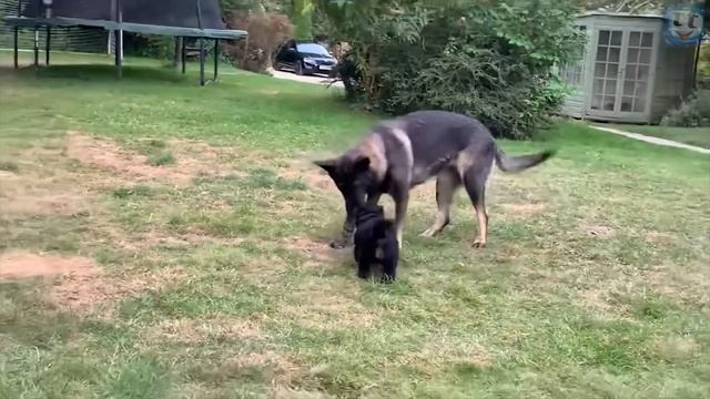 Восточноевропейская овчарка – в чём же ВЕО, лучше Немецкой овчарки?