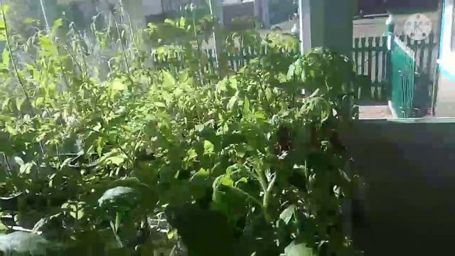 ⁉️Переросшая рассада томатов. Что с ней будет дальше?