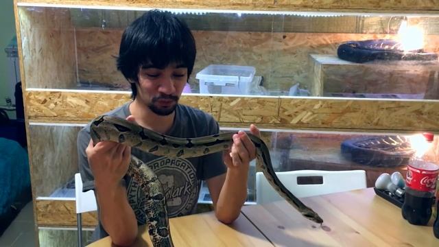УДАВ-УБИЙЦА! Рассказ про тринидадского удава (Boa constrictor "Trinidad") смотреть онлайн