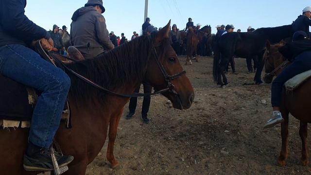 Жылкы малдын баасы кымбат || Кара-Жыгач ат базары смотреть онлайн