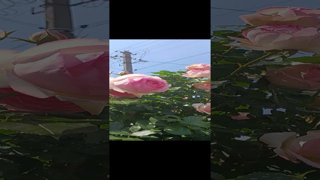 1000031868.mp4 смотреть онлайн
