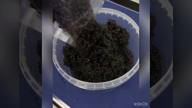 икра осетровая восстановленная из мяса и рыбьего жира смотреть онлайн