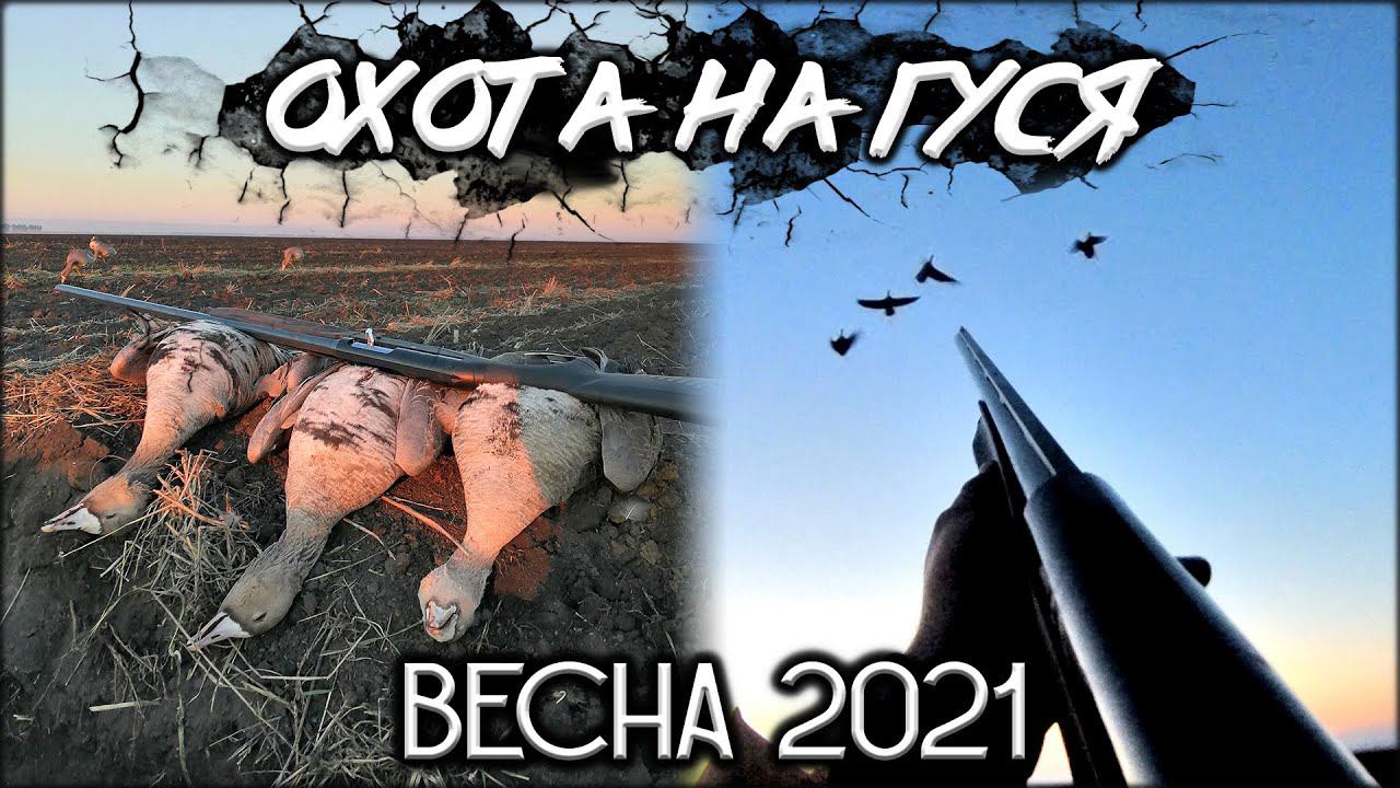 Взял 4 гуся с одного налёта | Охота на гуся весной 2021 смотреть онлайн