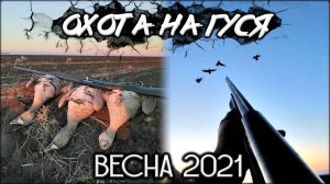 Взял 4 гуся с одного налёта | Охота на гуся весной 2021