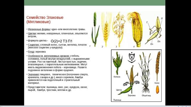 Семейства Лилейные и Злаки смотреть онлайн