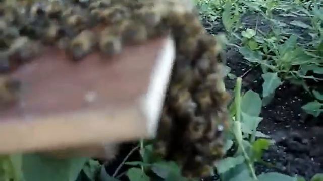пчелы кучкуются.MPG смотреть онлайн