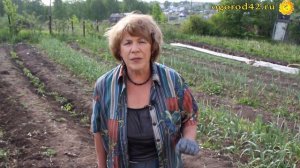 Выращивание томатов по методу Игоря Михайловича Маслова