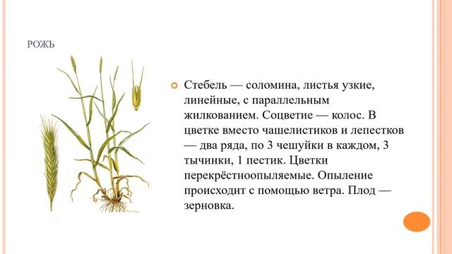 Хлебные злаковые культуры биология 7 кл смотреть онлайн