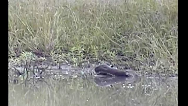 Graphic- Python Kills White-faced Duck Djuma 3-5-2013 смотреть онлайн