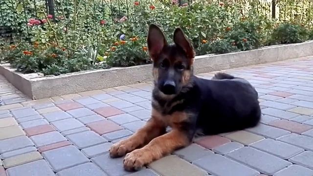 ДРЕССИРОВКА РЭКСА. Щенок немецкой овчарки 3 мес.Training a German Shepherd puppy.Odessa. смотреть онлайн