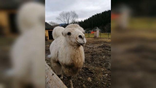 Животные , гладил волка! Олени и тигры видео ! Парк в Карпатах смотреть онлайн