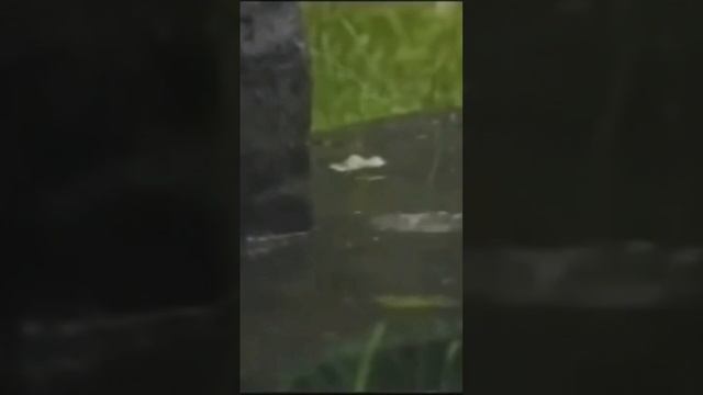 Владимир Высоцкий читает Стихи poems смотреть онлайн