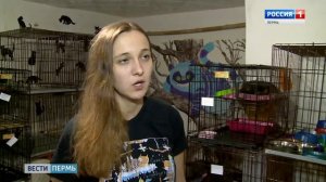 Кошек выселяют: как и почему приют Матроскин искал новый дом? Вести Пермь