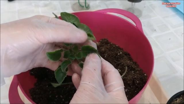 КАК ОТДЕЛИТЬ ДЕТОК от взрослой ФИАЛКИ / САМЫЙ ЛЕГКИЙ способ смотреть онлайн