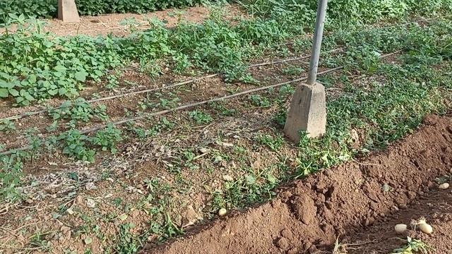 Франция, первый урожай картофеля ?? смотреть онлайн