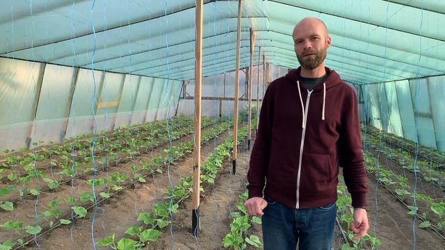 Огурец МАДРИЛЕНЕ в теплице. Характеристики гибрида, подкормки на начальном этапе.