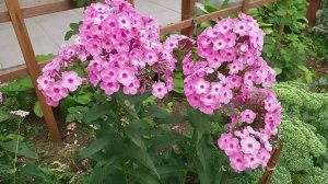 САД миксбордер клумба РОЗЫ флоксы ГОРТЕНЗИИ лилии БАРСИК