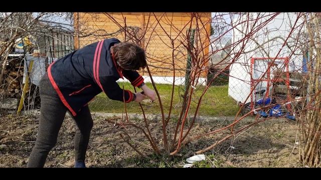 ОБРЕЗКА КУСТА В СТИЛЕ БОНСАЙ. смотреть онлайн