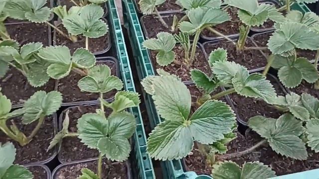 ПРОДАЖА РАССАДЫ ЗИМОВАВШЕЙ КЛУБНИКИ В ГОРШКАХ К9 // ВАЦАП ДЛЯ ЗАКАЗА 8-915-245-81-59 смотреть онлайн