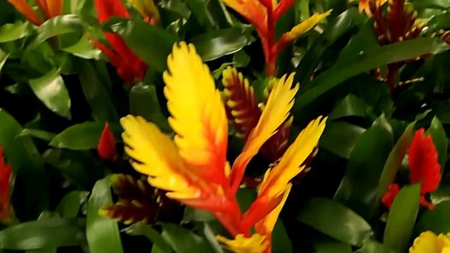 Bromeliads - Vriesea mix смотреть онлайн