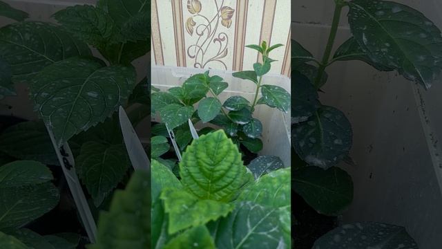 Домашние помощники