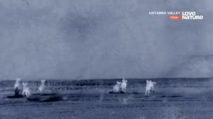 Дикая природа нашей планеты. Африка