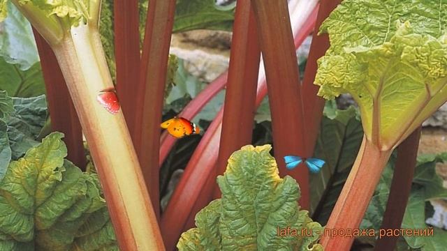 Ревень обыкновенный Канада Ред ? обзор: как сажать, саженцы ревеня Канада Ред смотреть онлайн
