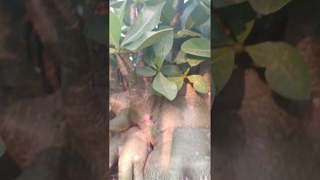 My "Adenium Arabicum" Style смотреть онлайн