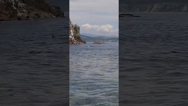 Камни унковского. Природа Прим края)))морские котики😺 смотреть онлайн
