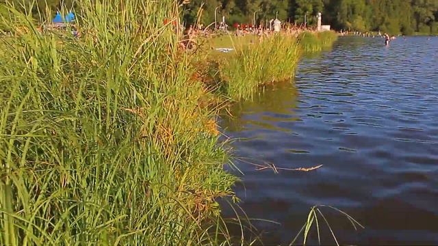 Собачка Жади на Комсомольском пляже. 09.08.2017. Минск. Беларусь. смотреть онлайн