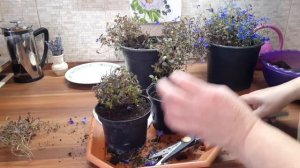 Лобелия ампельная. Деление куста. Сохраняем до весны.