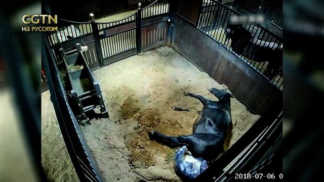В Синьцзяне лошадь ахалтекинской породы родила жеребёнка смотреть онлайн