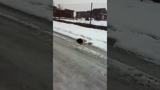 Ежик зимой смотреть онлайн