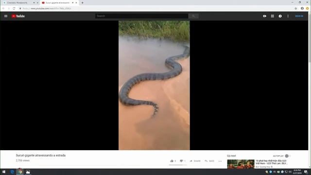 VERIFY: Viral video claims to show 50-foot anaconda смотреть онлайн