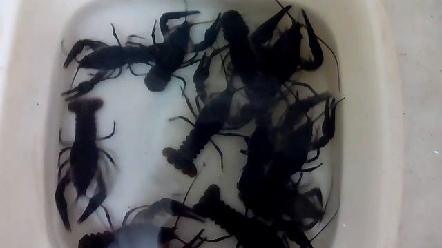 Мой не большой улов раков на удочку 2016 г. смотреть онлайн