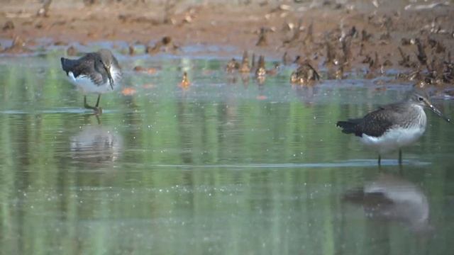 кулик черныш голоса на пролете смотреть онлайн