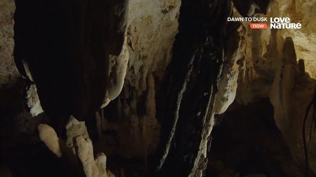 Мадагаскар ящерицы и лемуры / Madagascar lizards and lemurs | 4K | смотреть онлайн