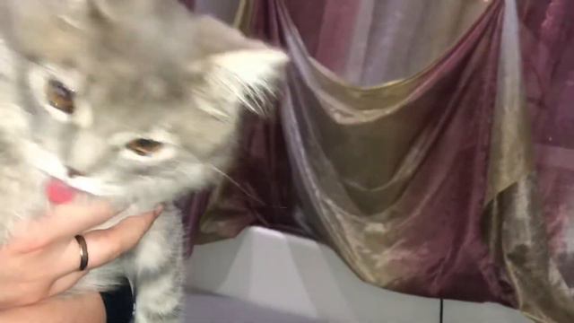 Когда хочешь собаку, а есть только кот смотреть онлайн