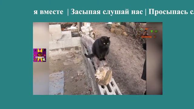 Проведём часы счастья вместе 06 Котик Море цветы  #like