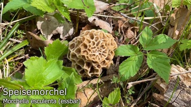 Pilze im April 2022 | Highlights zweite Aprilhälfte | Morchelbecherlinge, Lorcheln, Morcheln & mehr смотреть онлайн