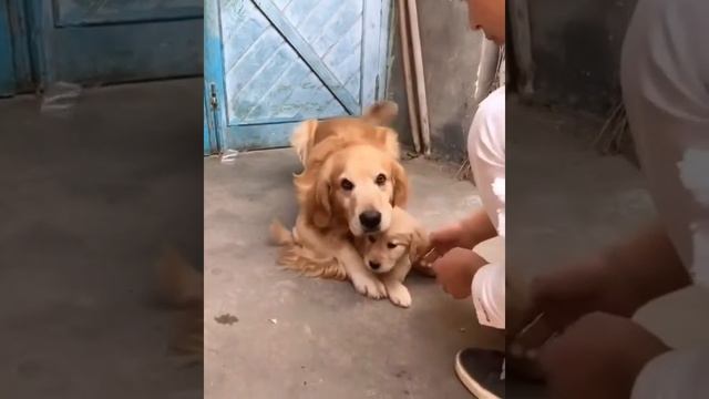 Милые Щенки Лабрадора/Мама защищает щенков смотреть онлайн