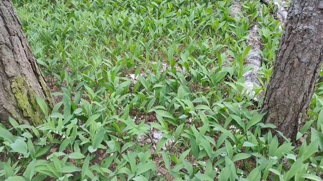 Лес и ландыши смотреть онлайн