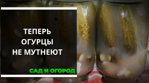 У меня часто мутнели огурцы, теперь знаю, как этого избежать