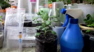 Мучнистая роса на хризантемах. Препарат " Скор"