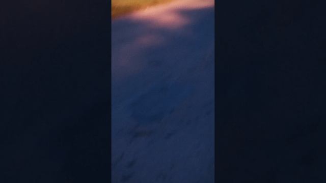🐱🐱🐈 кот смотреть онлайн