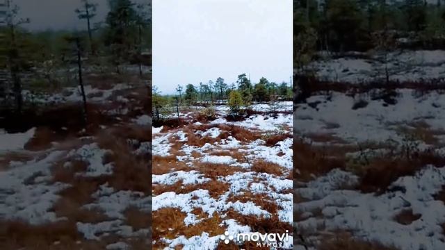 Заезжаем в тайгу на болотоходе для строительства избы. Болота всё ещё не замёрзли. Завозим доски. смотреть онлайн