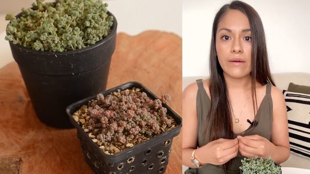 Sedum dasyphyllum Minor // ?????????? ?? ??????? ?? - ??. ?? смотреть онлайн