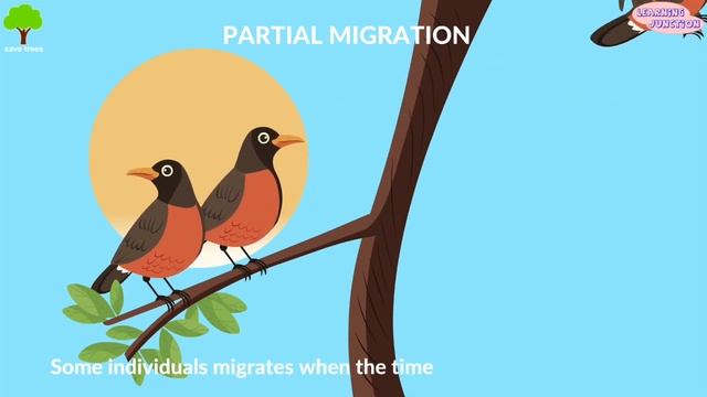 Why do birds and animals migrate? | Birds migration video| Video for Kids смотреть онлайн